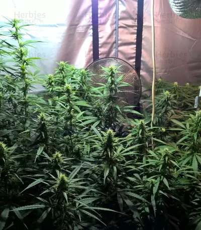 Lemon Kush (Female Seeds) Cannabis-Samen