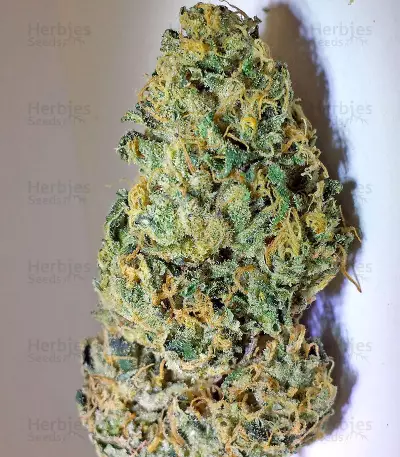 Lost Coast Skunk Auto (Humboldt Seeds Organization) Cannabis-Samen