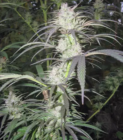 Pamir Gold (Dutch Passion) Cannabis-Samen
