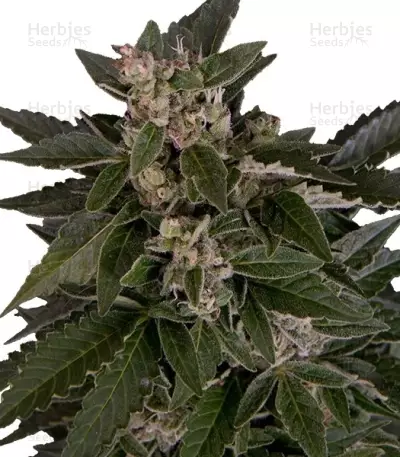 Royal Critical Automatic (RQS) Cannabis-Samen