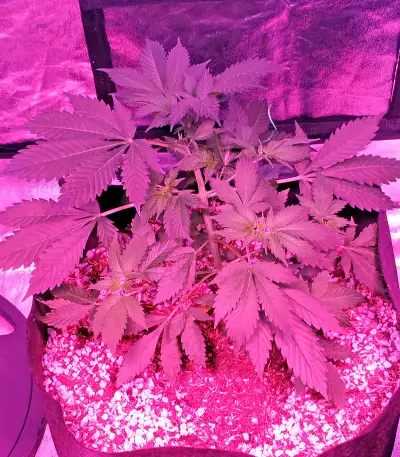 Swiss Cheese (Nirvana Seeds) Cannabis-Samen