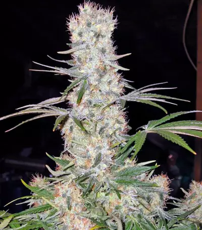 Alaskan Ice (GHS) Cannabis-Samen