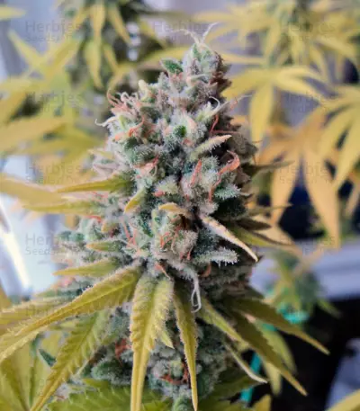 Big Foot (Sweet Seeds) Cannabis-Samen