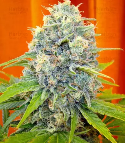 Channel + (Medical Seeds)