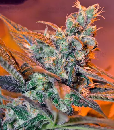 Cream Caramel F1 Fast Version (Sweet Seeds)
