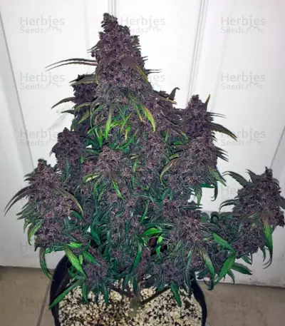 Dark Devil Auto (Sweet Seeds) Cannabis-Samen