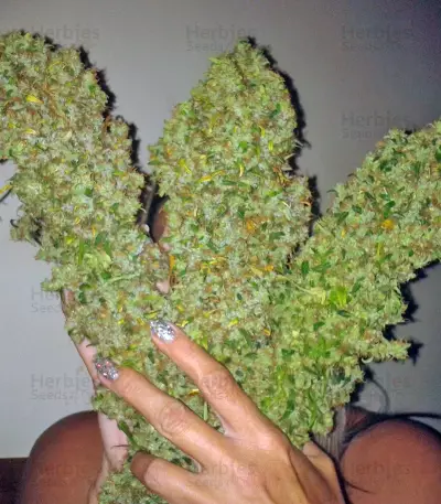 Skunk #11 (Dutch Passion) Cannabis-Samen
