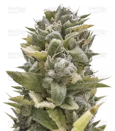OG Kush Auto (Humboldt Seeds) Cannabis-Samen