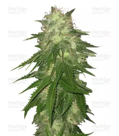 Super Hash (Pyramid Seeds) Cannabis-Samen