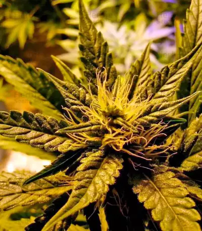 Afghan Kush (World of Seeds) Cannabis-Samen