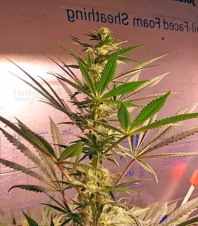 Afghan Kush (World of Seeds) Cannabis-Samen