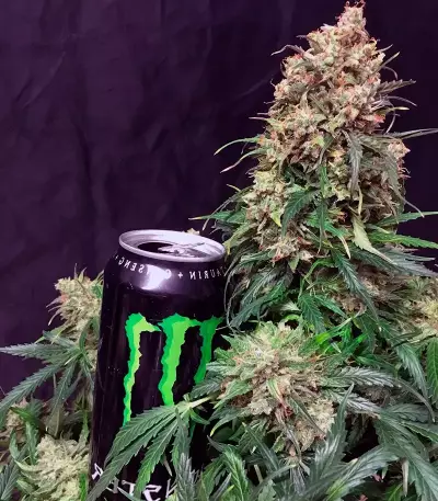 Auto Glueberry O.G. feminisierte Samen
