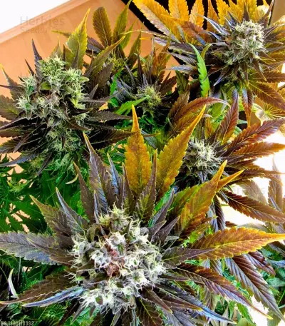 White Berry (Paradise Seeds) Cannabis-Samen