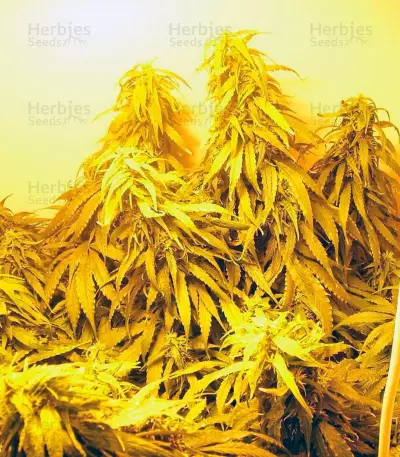 Arjan's Haze #1 strain