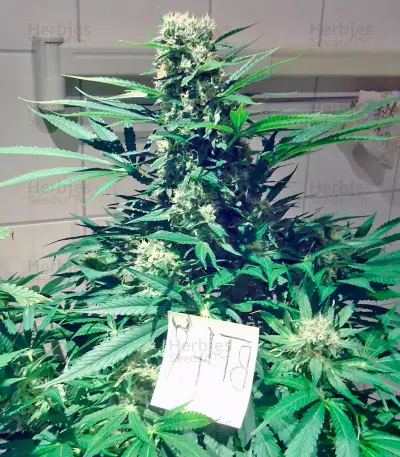 Jorge’s Diamonds #1 (Dutch Passion) Cannabis-Samen