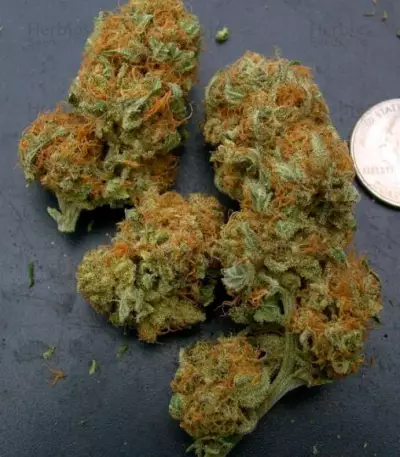Northern Light Blue (Delicious Seeds) Cannabis-Samen