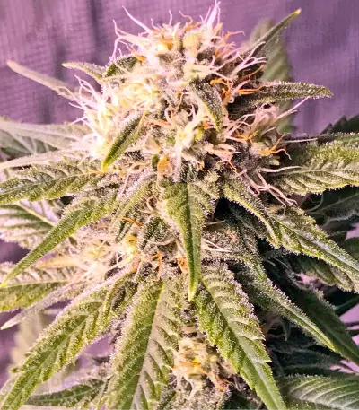 Original Amnesia (Dinafem Seeds) Cannabis-Samen