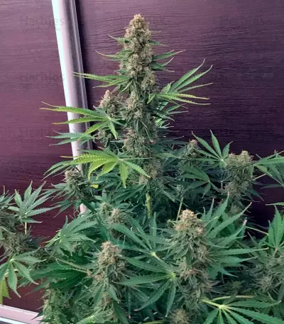 Pandora Auto (Paradise Seeds) Cannabis-Samen