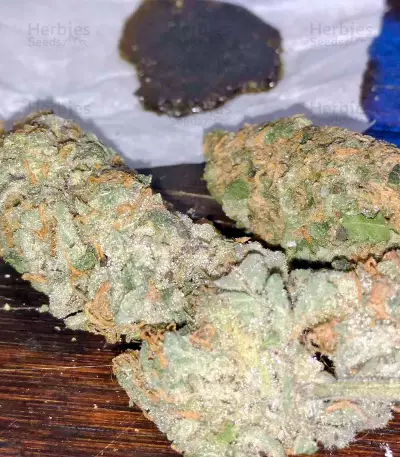 Purple Trainwreck (Humboldt Seeds Organization) Cannabis-Samen