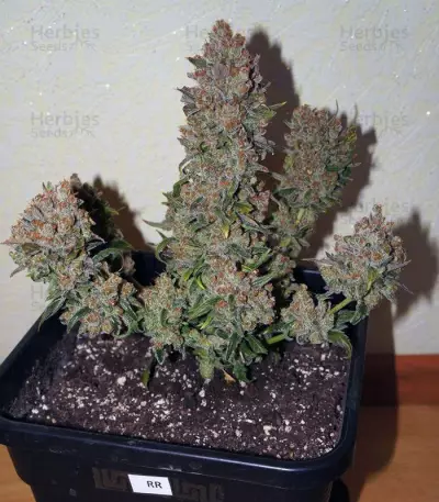Rhino Ryder Auto (Fast Buds) Cannabis-Samen