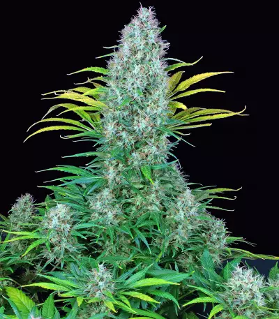 Serious 6 (Serious Seeds) Cannabis-Samen