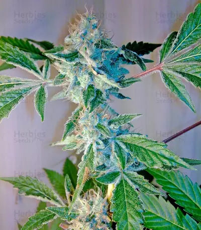 Yumbolt 47 (World of Seeds) Cannabis-Samen