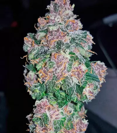 Dark Devil Auto (Sweet Seeds) Cannabis-Samen