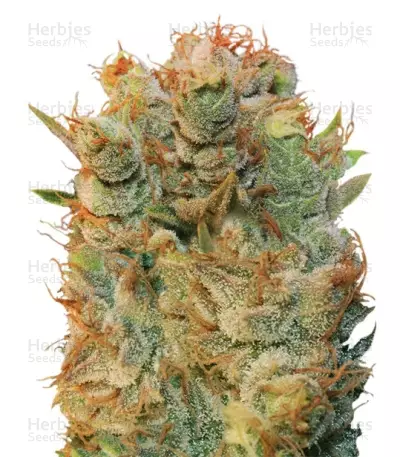 MK Ultra x Bubblegum (T.H. Seeds) Cannabis-Samen