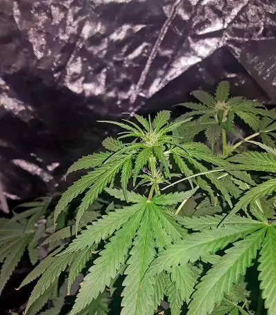 Afghan Kush X Black Domina (World of Seeds) Cannabis-Samen