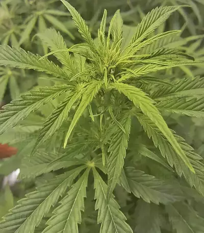 Girl Scout Cookies Auto (Fast Buds) Cannabis-Samen