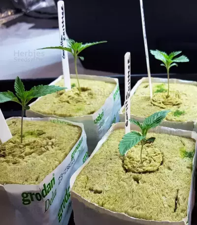 Gorilla Z feminisierte Samen (Barney's Farm)