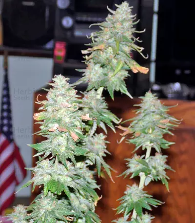 Afghan Kush X Yumbolt (World of Seeds) Cannabis-Samen