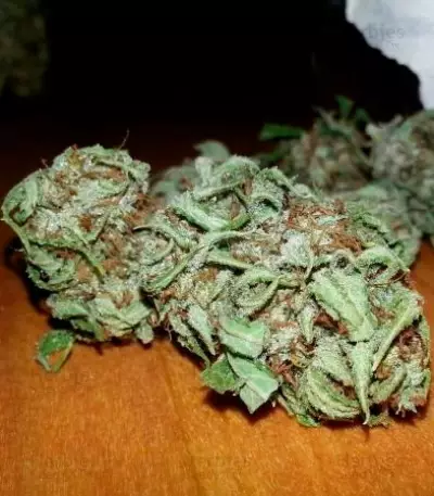 Auto Bubble (Female Seeds) Cannabis-Samen