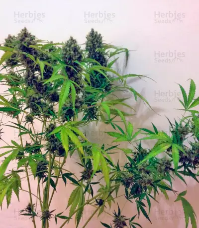 Auto New York City (Pyramid Seeds) Cannabis-Samen