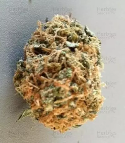 Blue Cheese strain