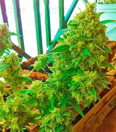 Critical + (Dinafem Seeds) Cannabis-Samen