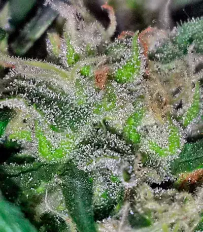 Critical + (Dinafem Seeds) Cannabis-Samen
