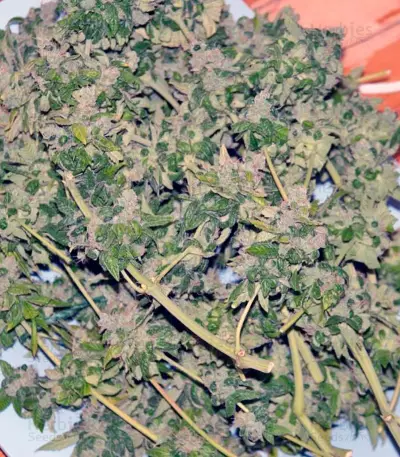 Damn Sour (GHS) Cannabis-Samen