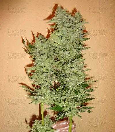 Euphoria CBD (RQS) Cannabis-Samen