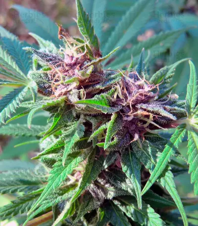 Hollands Hope (Dutch Passion) Cannabis-Samen