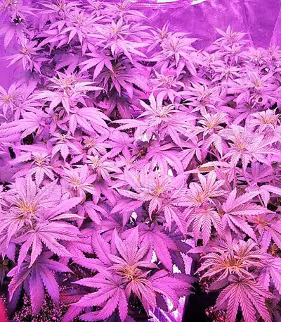 Northern Light (Nirvana Seeds) Cannabis-Samen