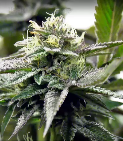 Remo Chemo (Dinafem Seeds) Cannabis-Samen