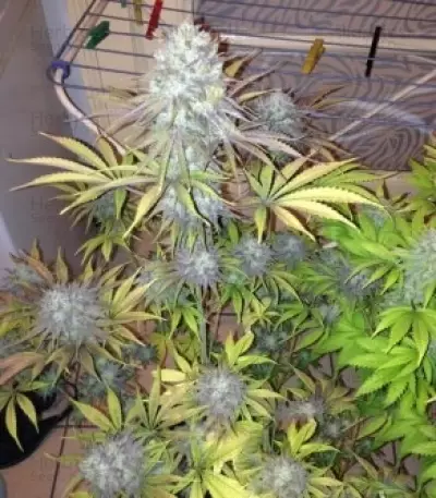 Royal Highness CBD (RQS) Cannabis-Samen
