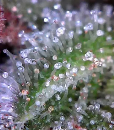 SexBud (Female Seeds) Cannabis-Samen