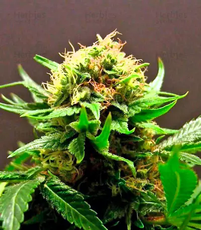Shark Attack (Dinafem Seeds) Cannabis-Samen