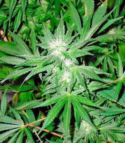 White Rhino (Nirvana Seeds) Cannabis-Samen