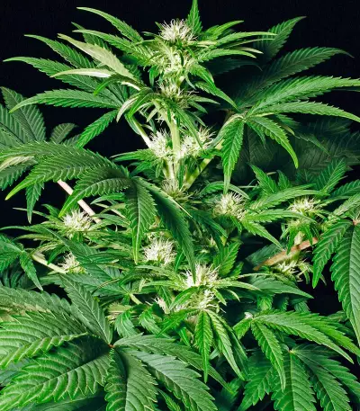 White Russian (Serious Seeds) Cannabis-Samen