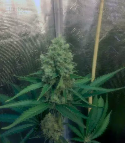 Cream Mandarine F1 Fast Version (Sweet Seeds)