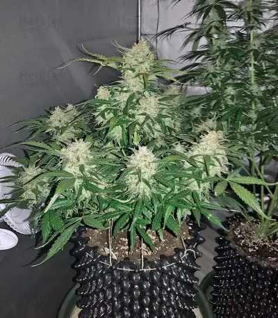 King’s Kush Auto (GHS) Cannabis-Samen
