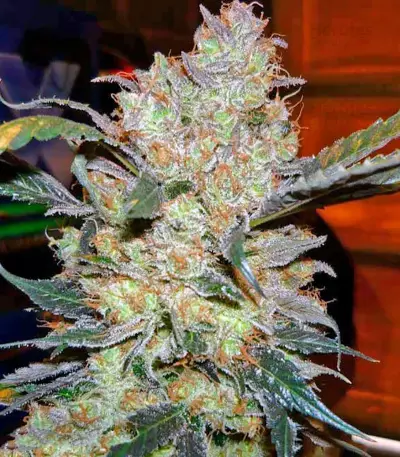 King’s Kush (GHS) Cannabis-Samen